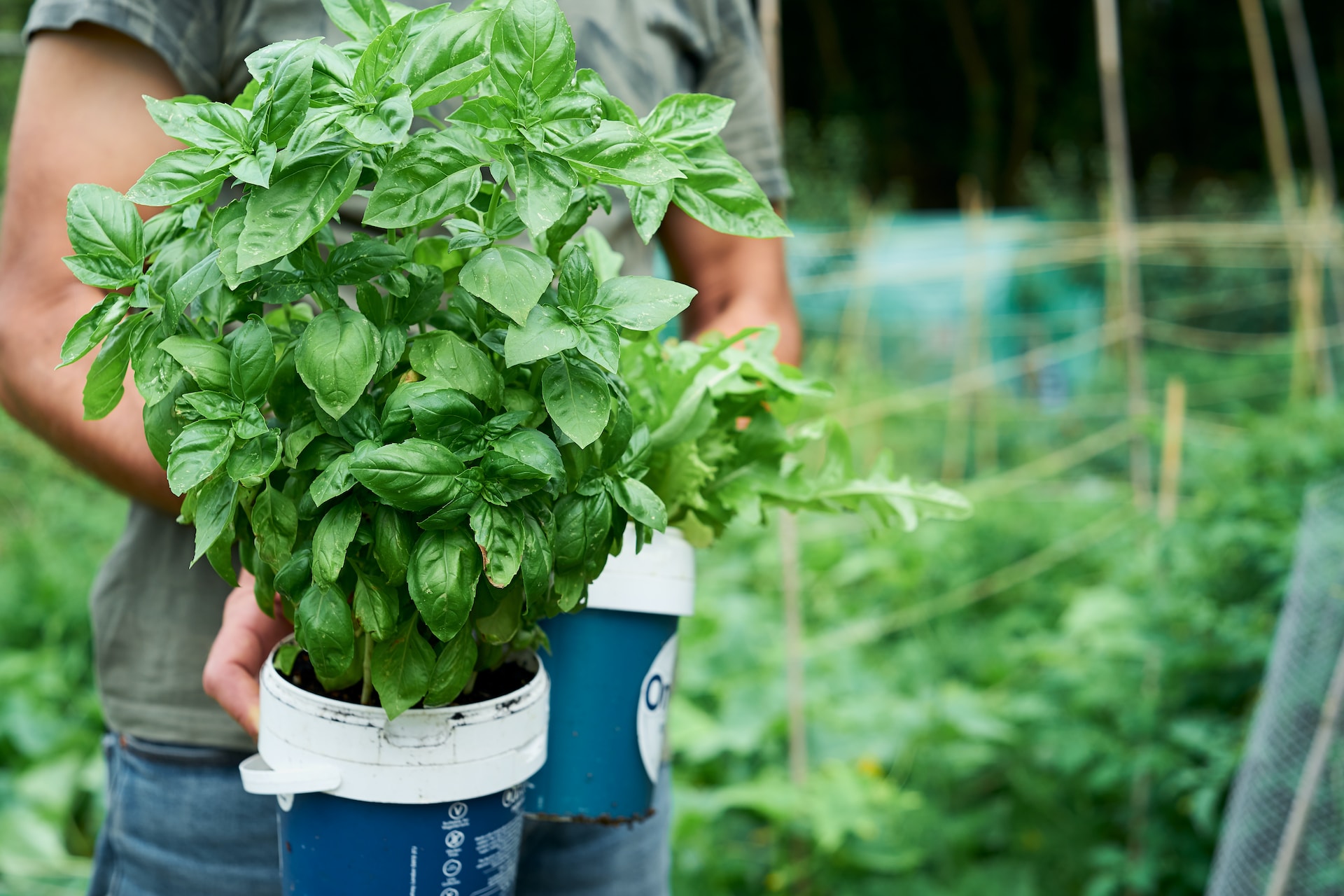 growing medicinal basil at home