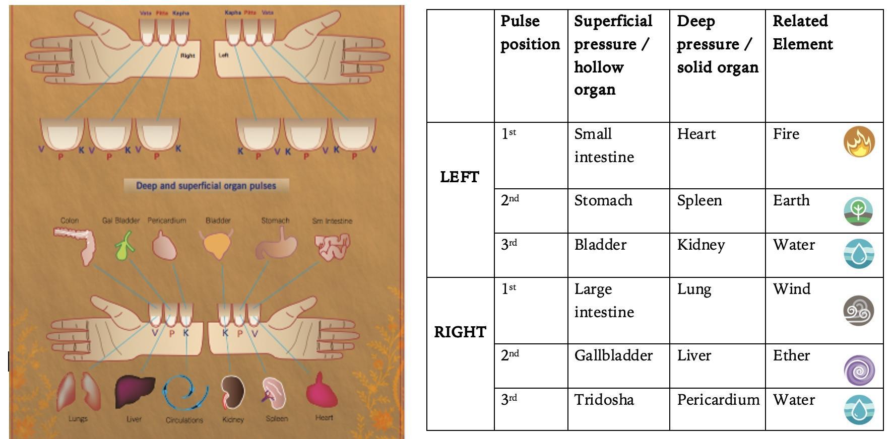 diagram of marma pulse quality in ayurvedic diagnosis