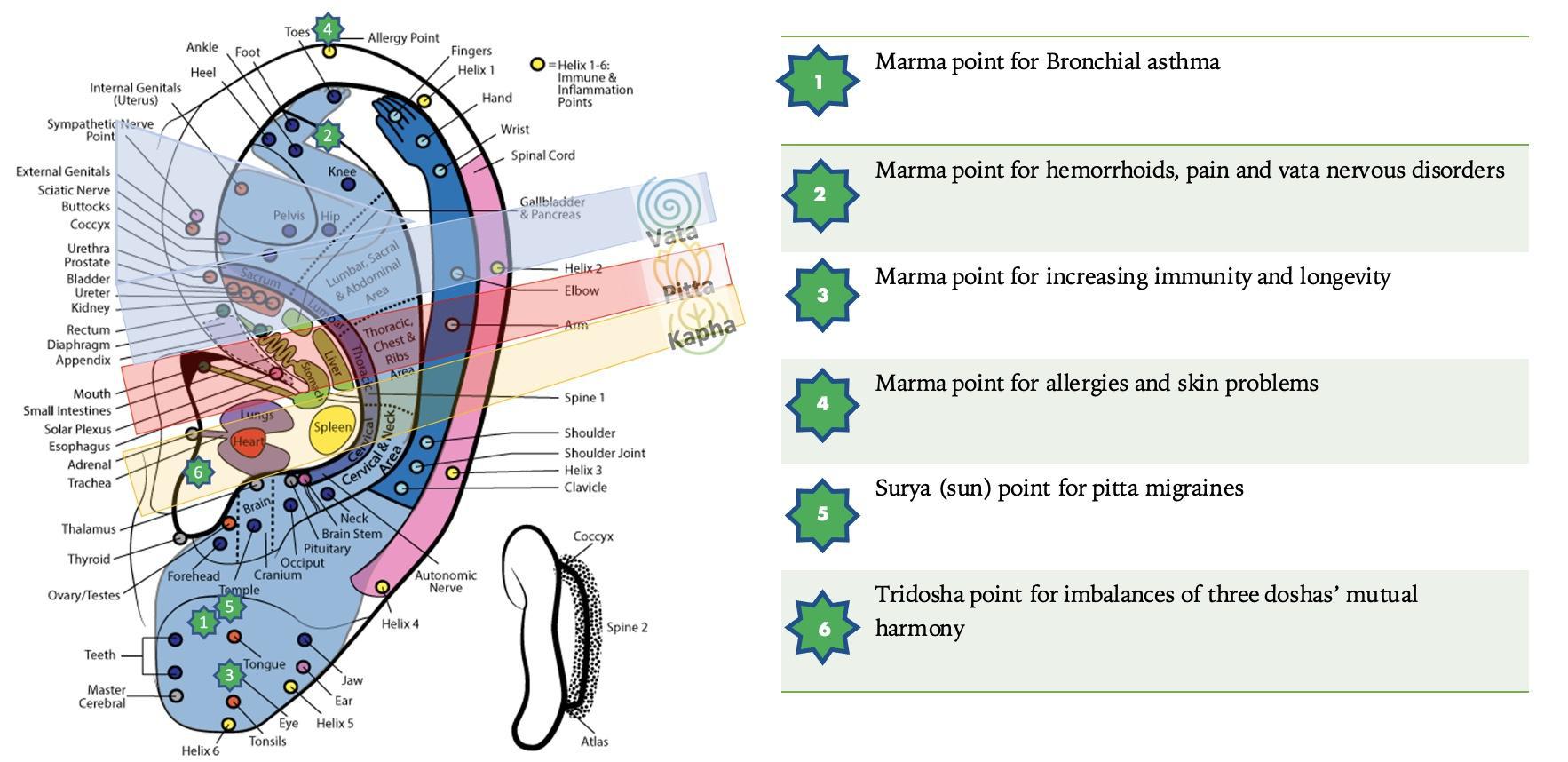 marmapoints in ear